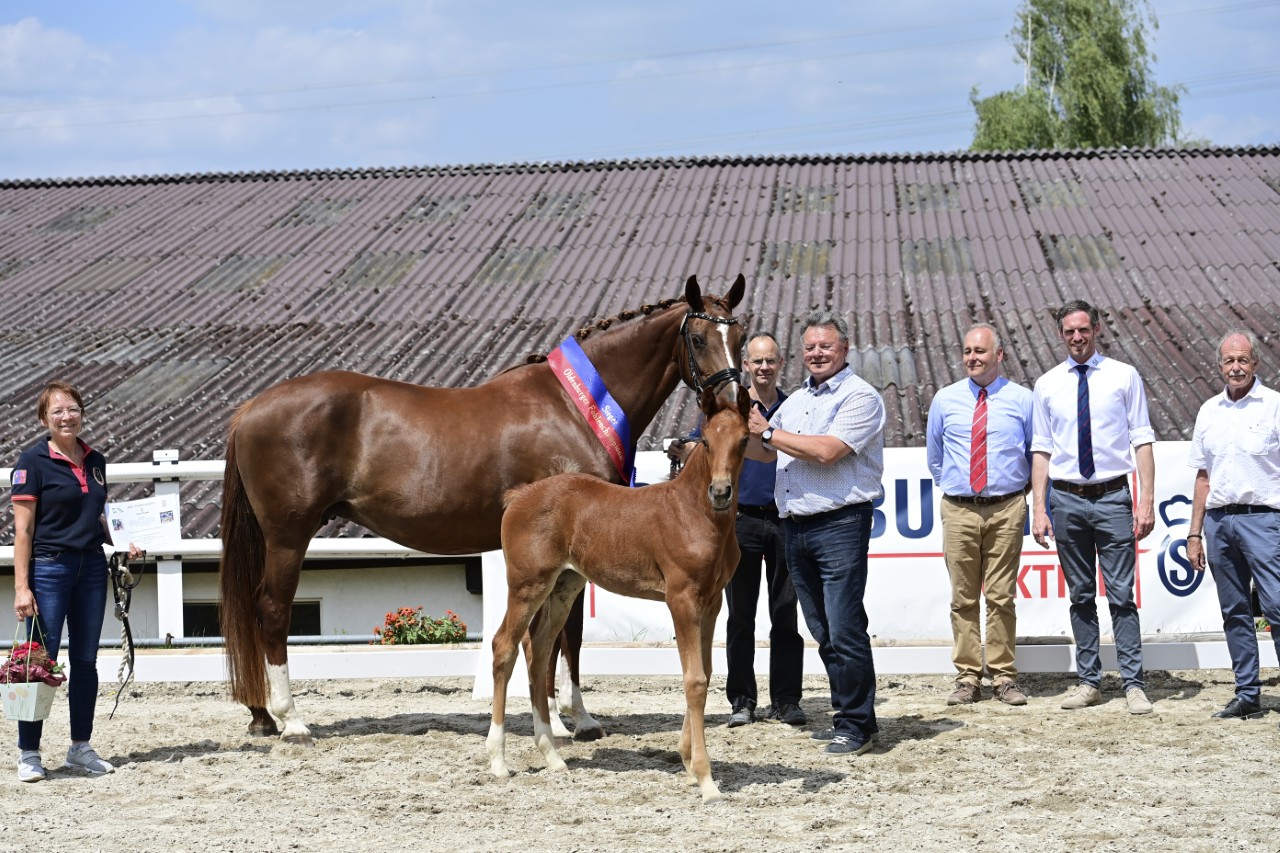 Krönung eines Elitefohlens